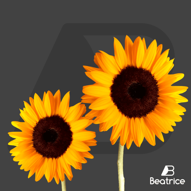 Girasoles (unidad)