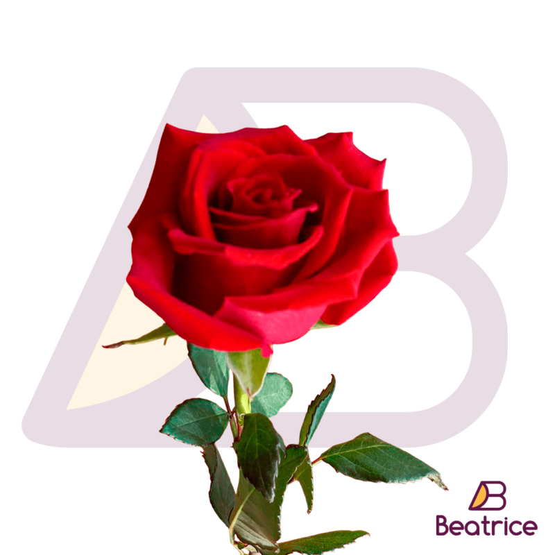 Rosa roja importada