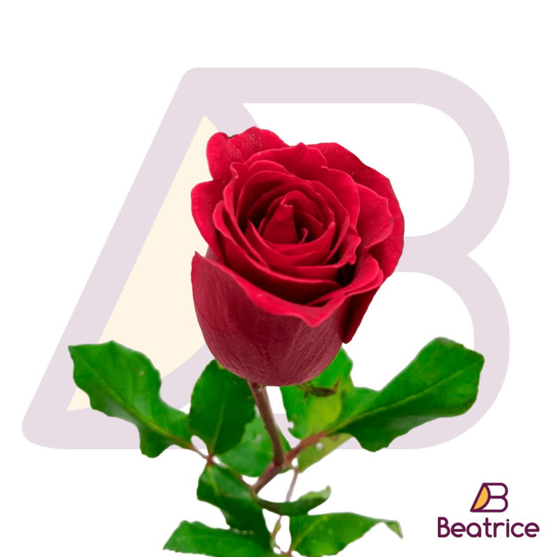 Rosa roja criolla