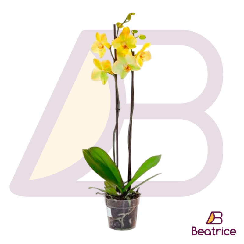 Orquideas amarillas