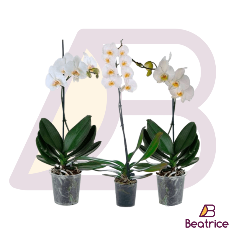 Orquideas blancas