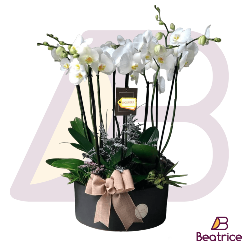 Orquídea
